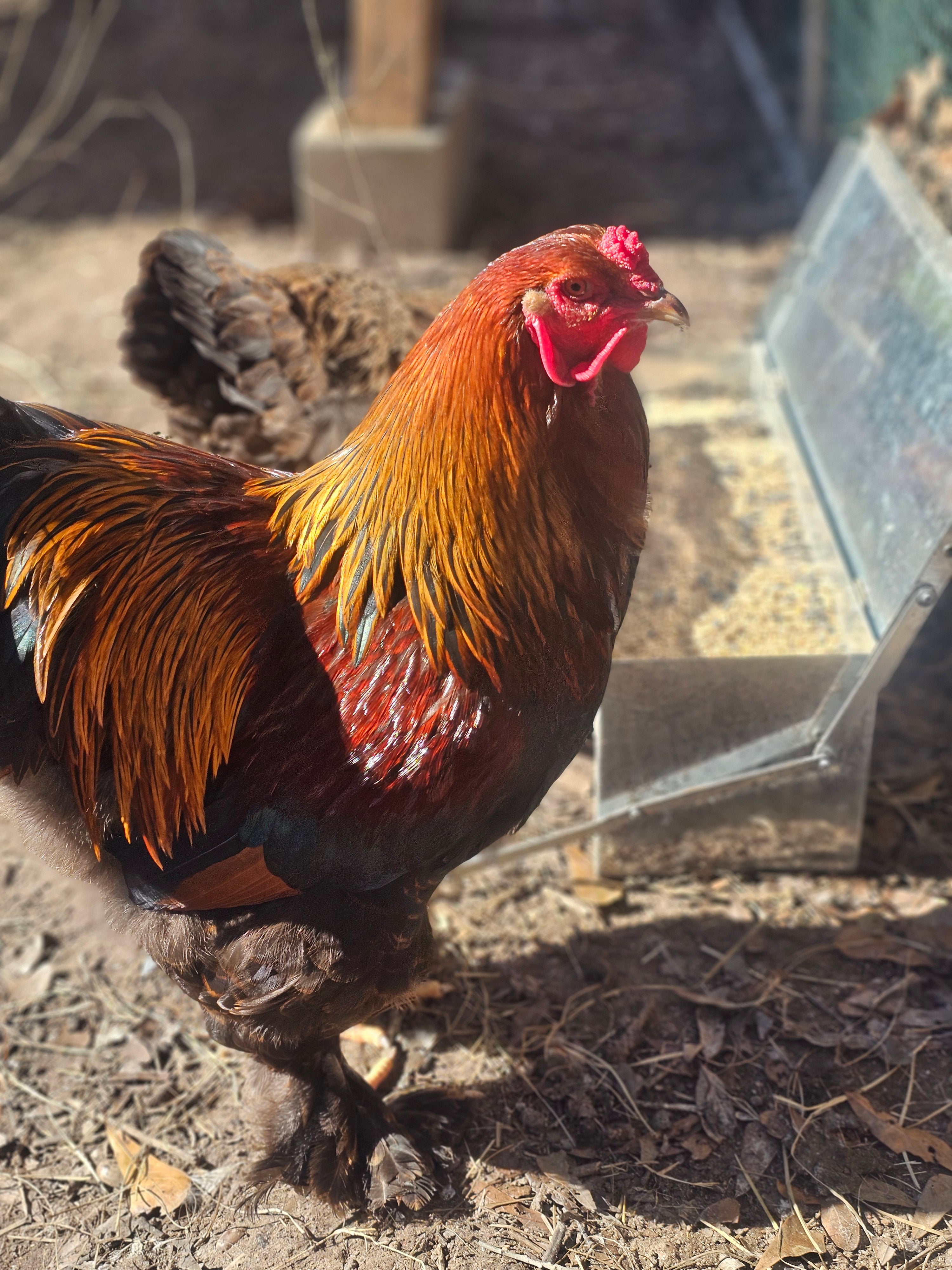 Blue/Gold Partridge Brahma hatching eggs