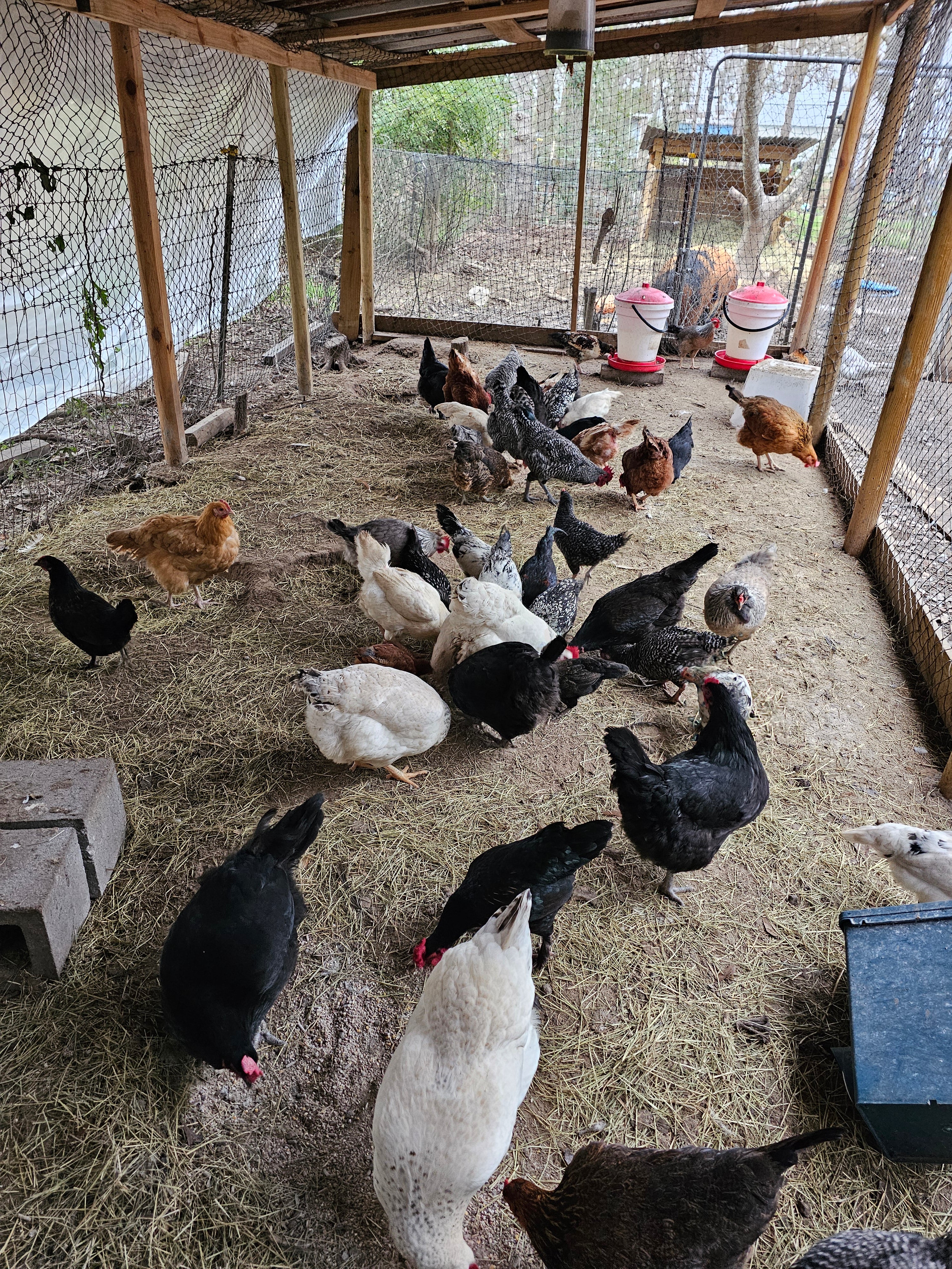 Barnyard Mix Hatching Eggs