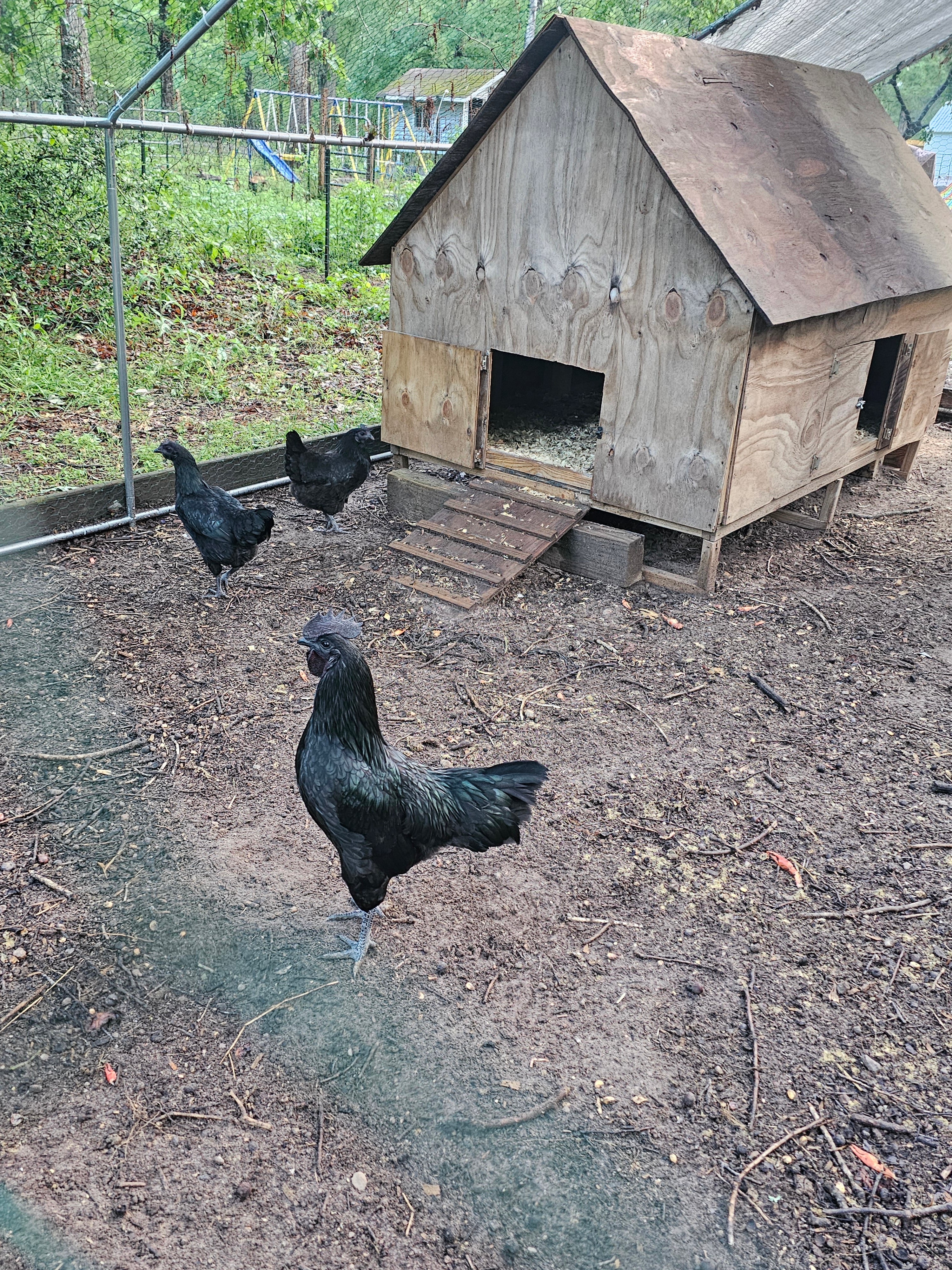 AYAM CEMANI Hatching Eggs