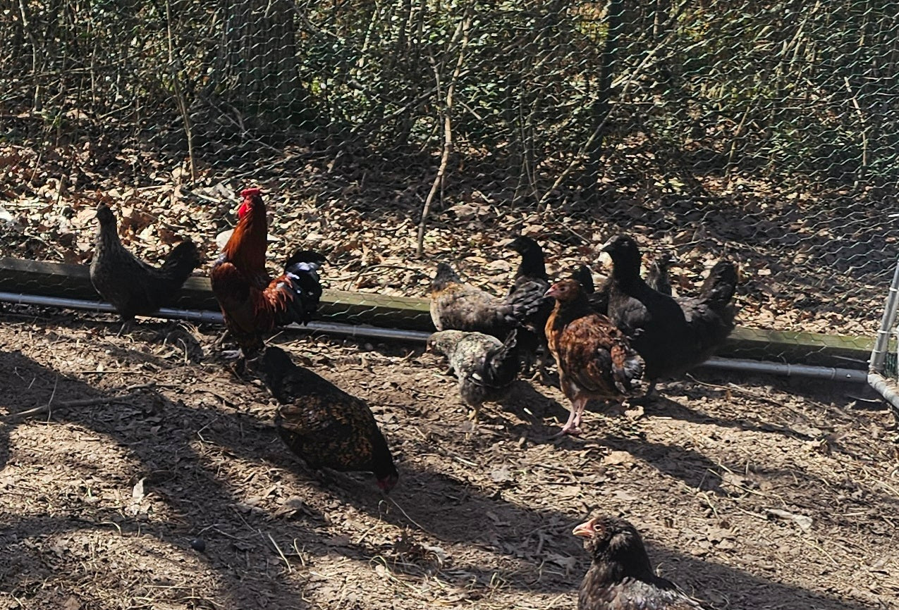 Bantam Hatching Eggs