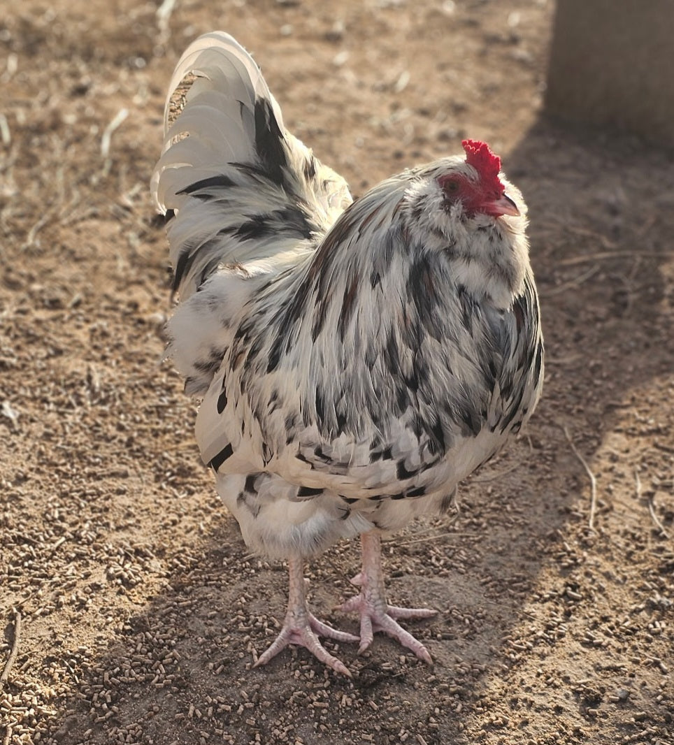 Ameracauna Fertile Hatching Eggs